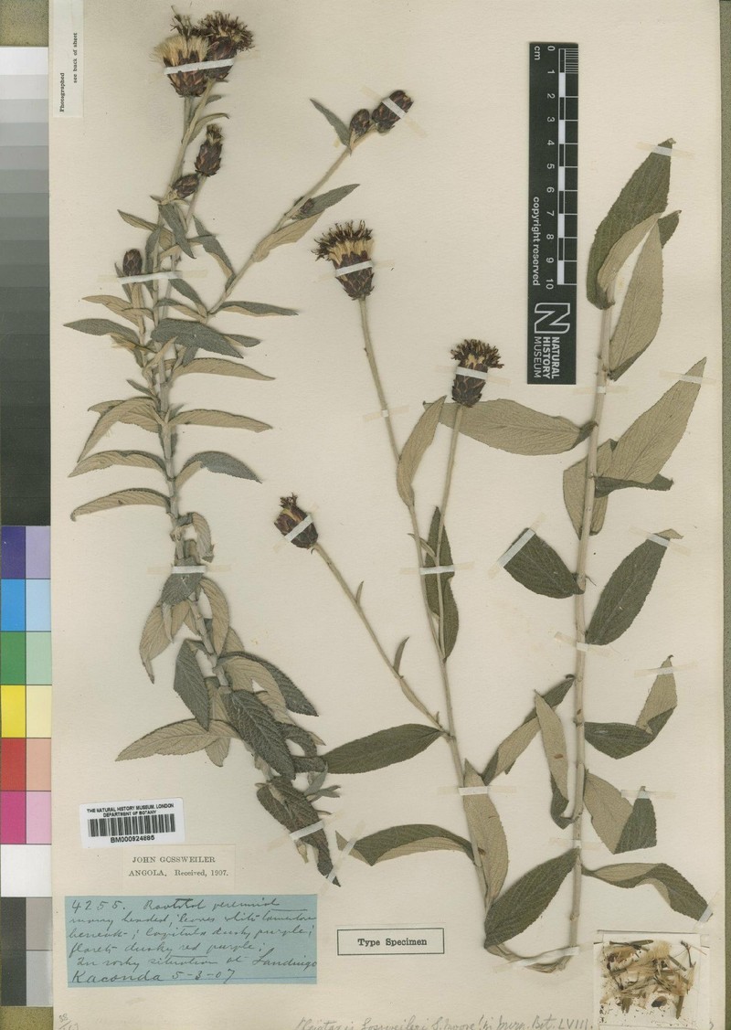 Pleiotaxis huillensis subsp. huillensis photo 2