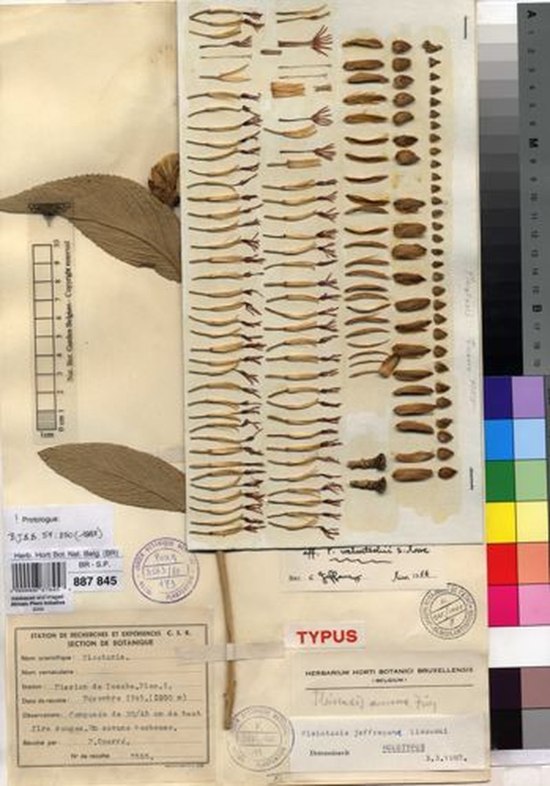 Pleiotaxis jeffreyana