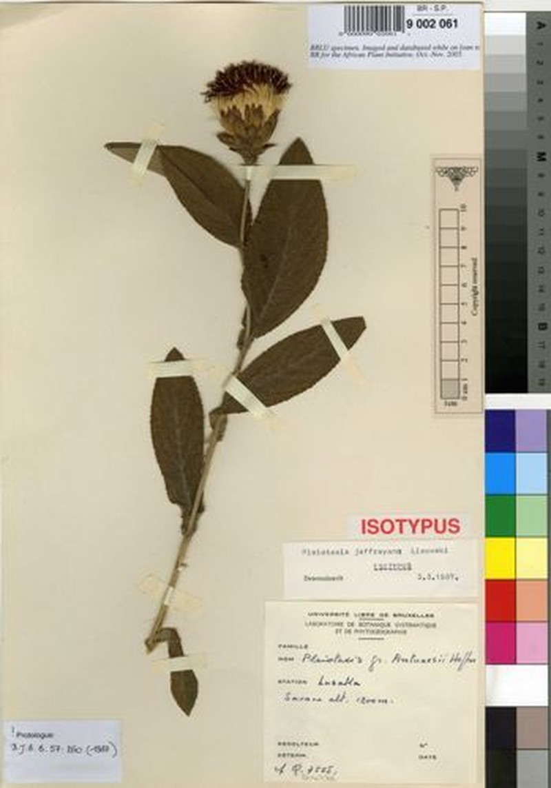 Pleiotaxis jeffreyana photo 2