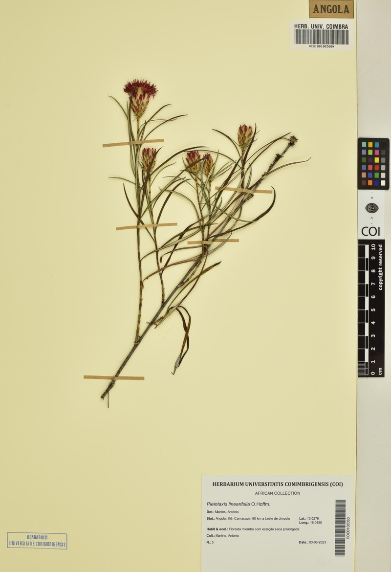 Pleiotaxis linearifolia