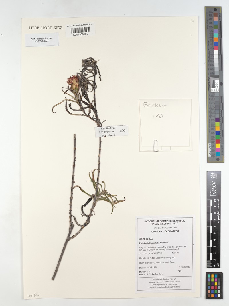Pleiotaxis linearifolia photo 2
