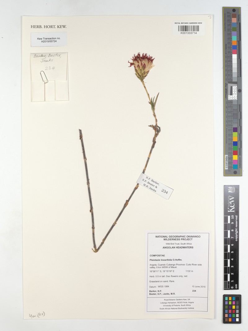 Pleiotaxis linearifolia photo 3