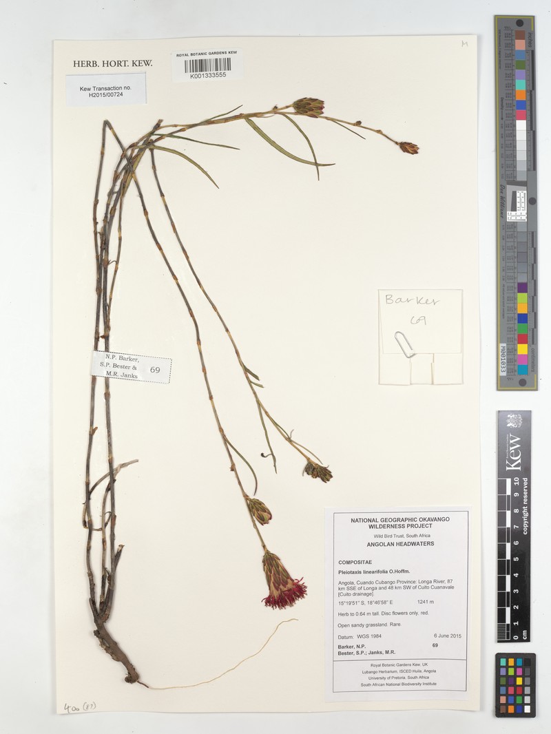 Pleiotaxis linearifolia photo 4