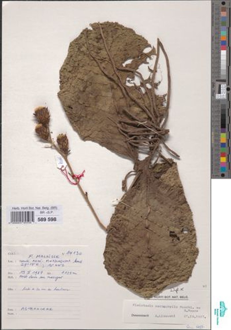 Pleiotaxis macrophylla
