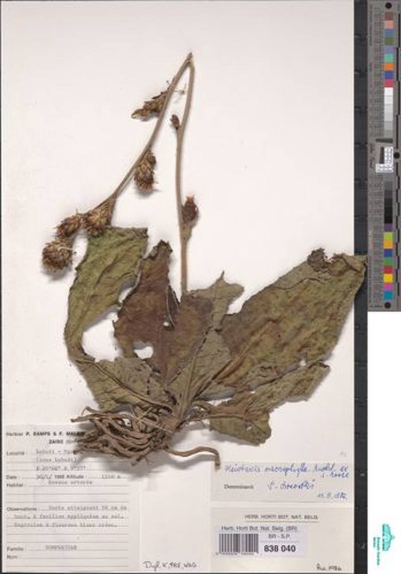 Pleiotaxis macrophylla photo 2