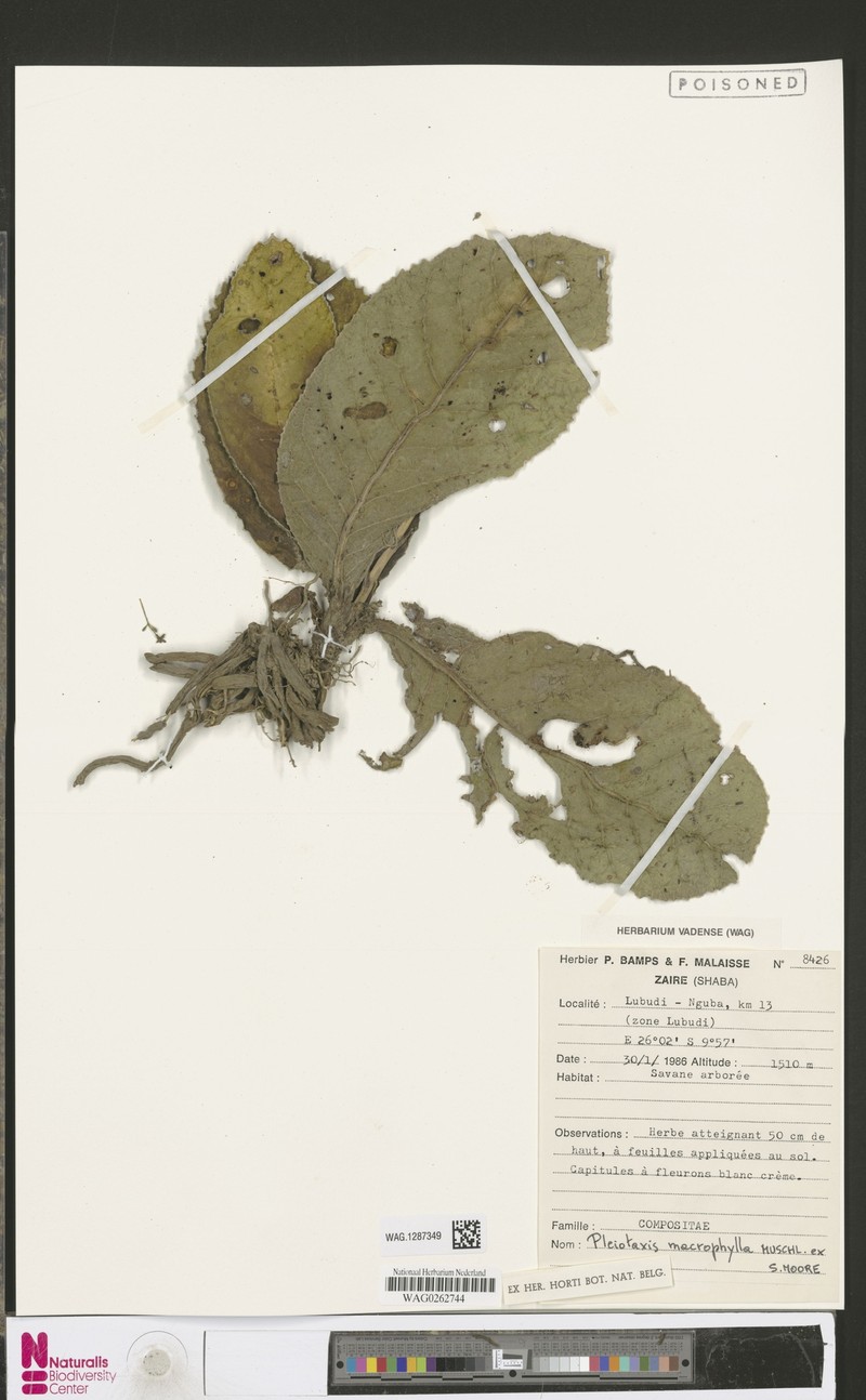 Pleiotaxis macrophylla photo 3