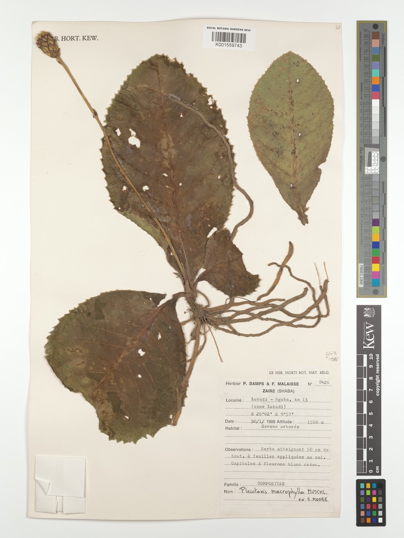 Pleiotaxis macrophylla photo 4