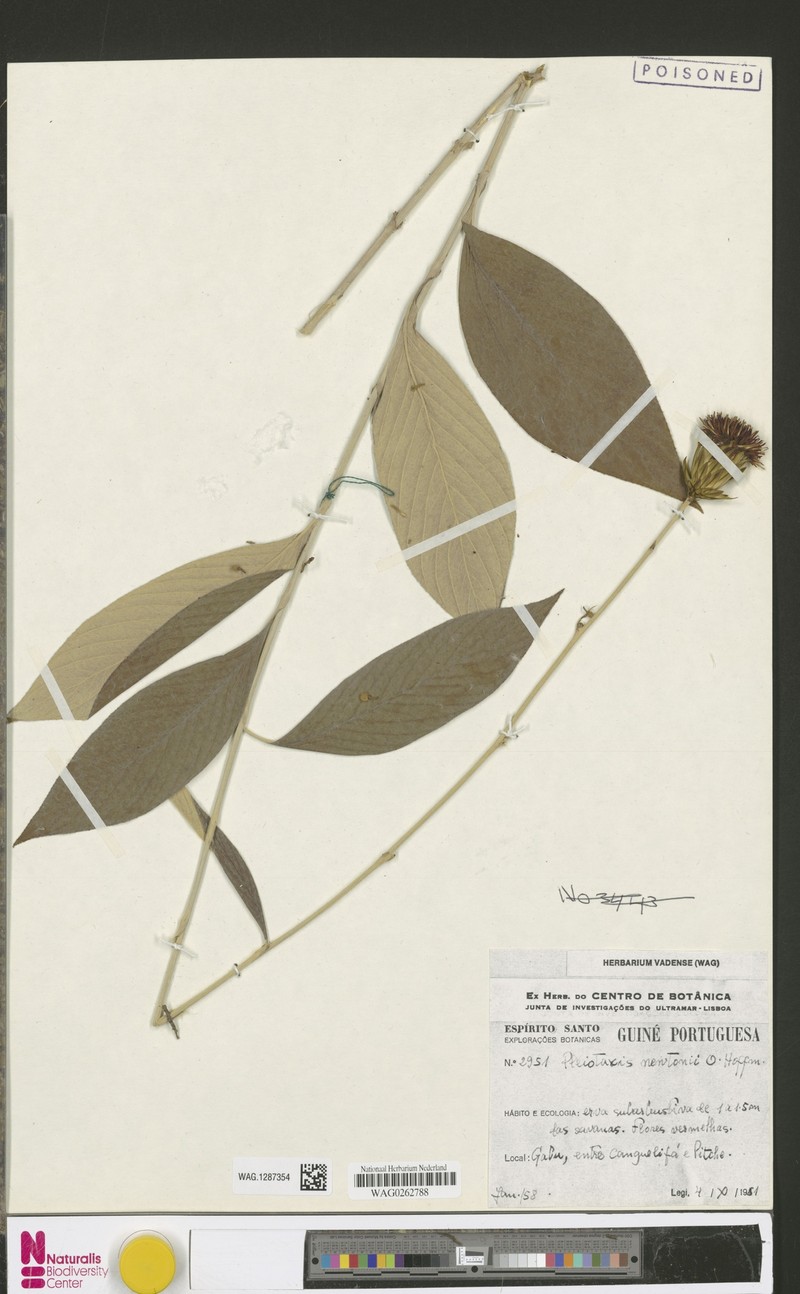 Pleiotaxis newtonii photo 2