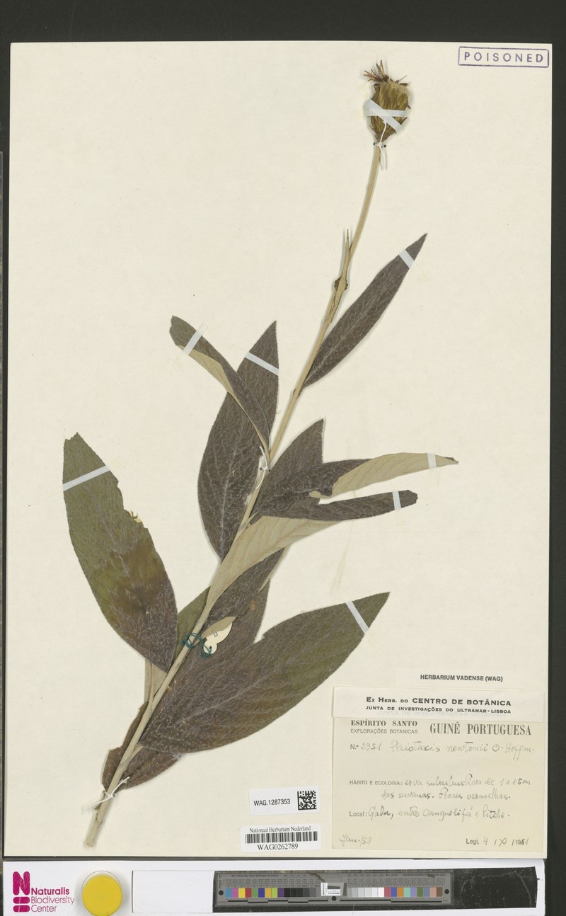 Pleiotaxis newtonii photo 3