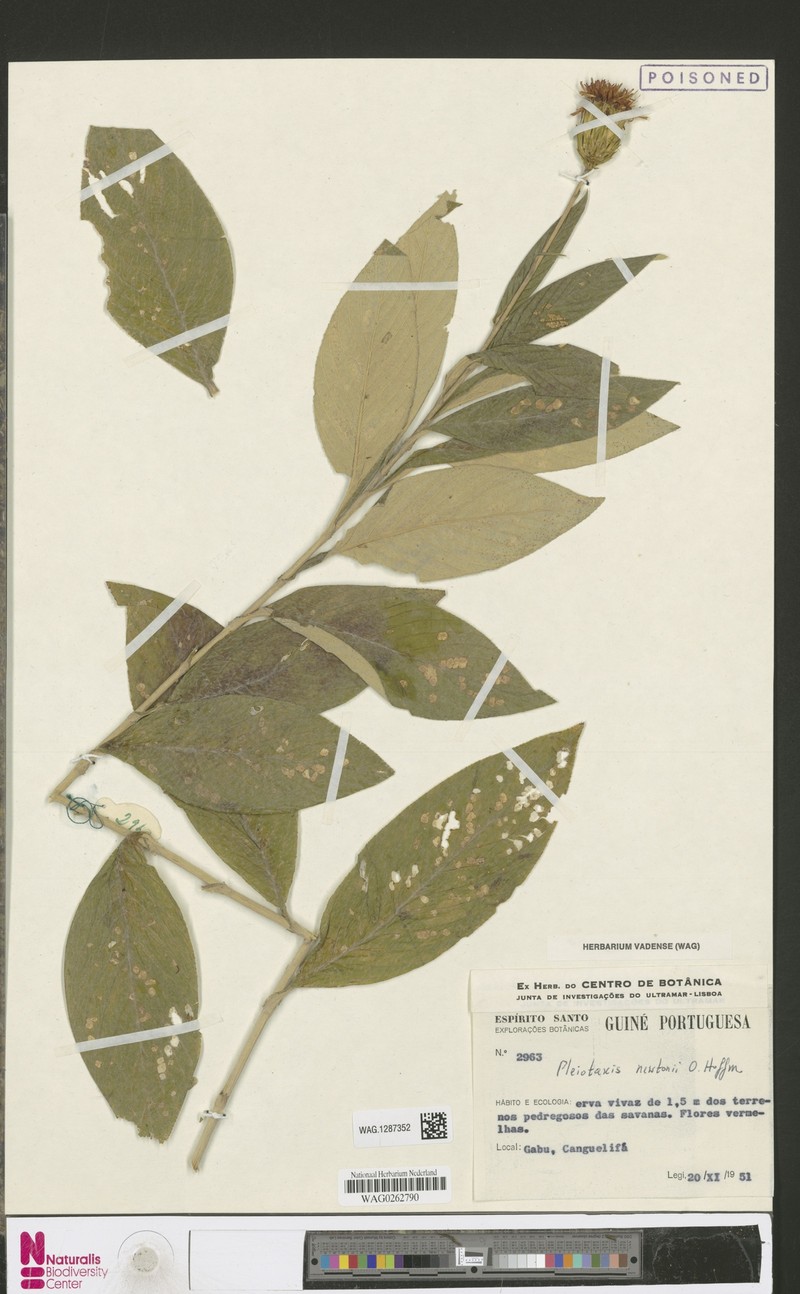 Pleiotaxis newtonii photo 4