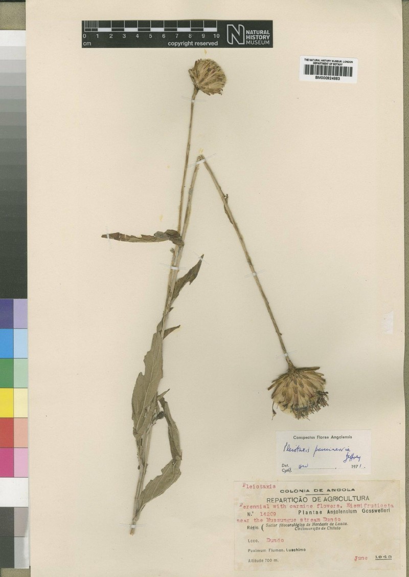 Pleiotaxis newtonii photo 5