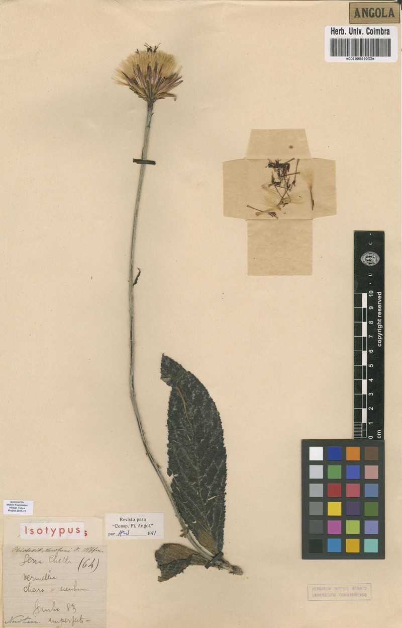 Pleiotaxis newtonii
