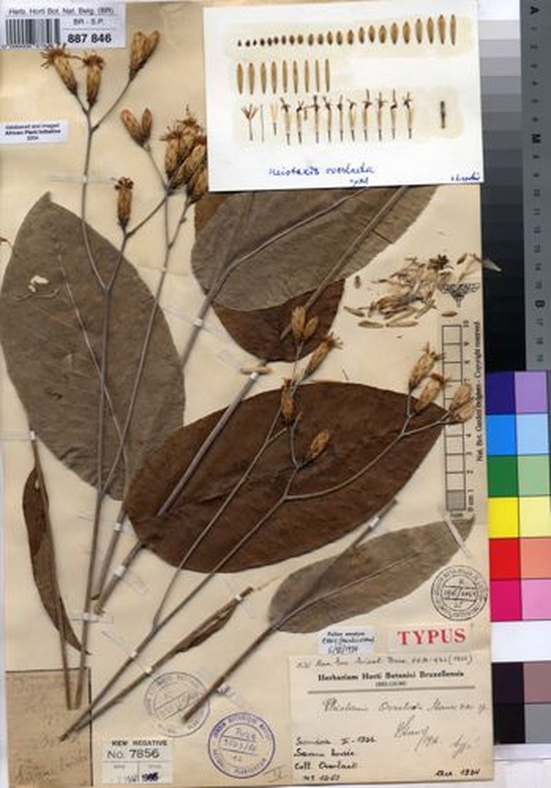 Pleiotaxis overlaetii photo 4