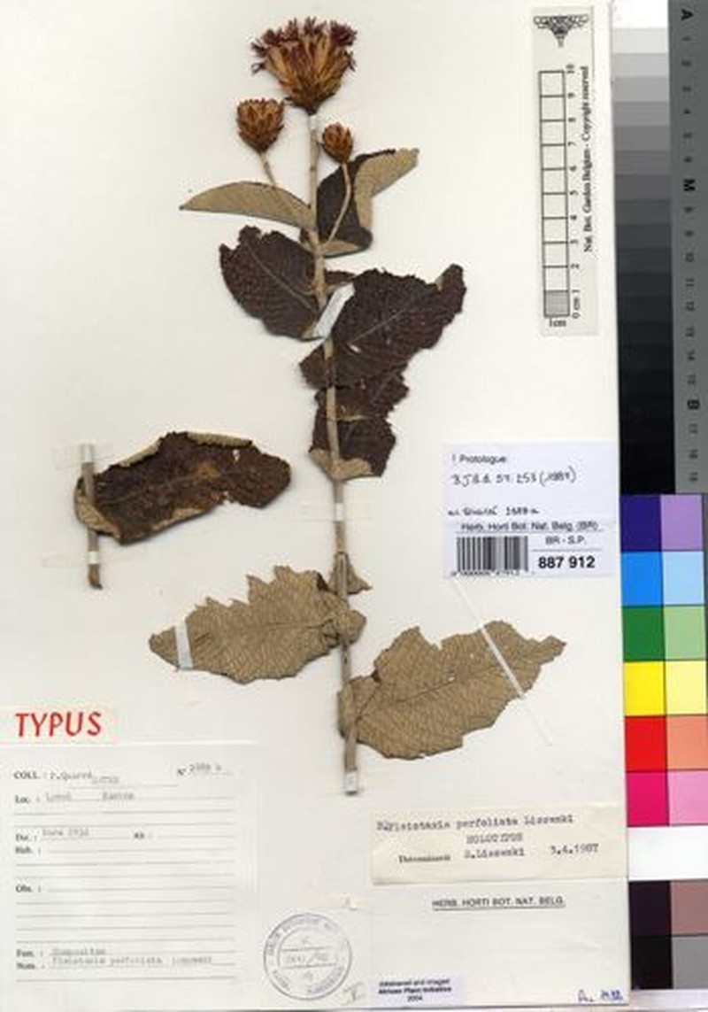 Pleiotaxis perfoliata