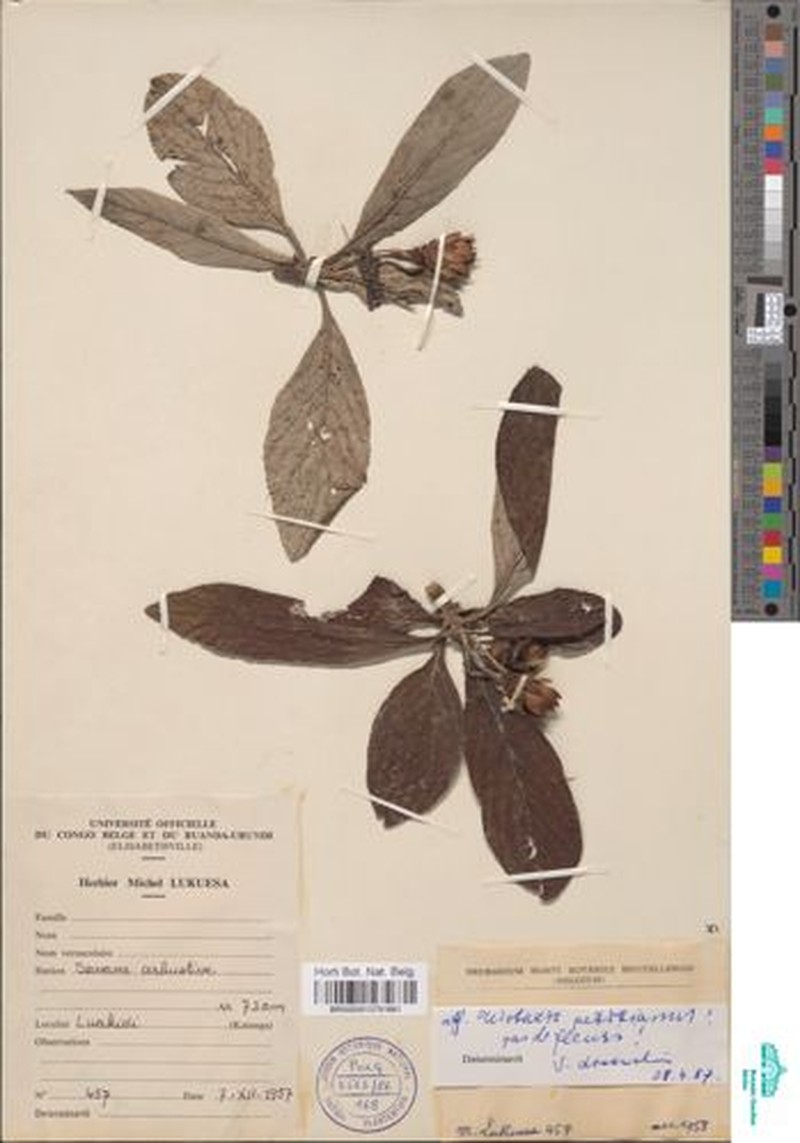 Pleiotaxis petitiana