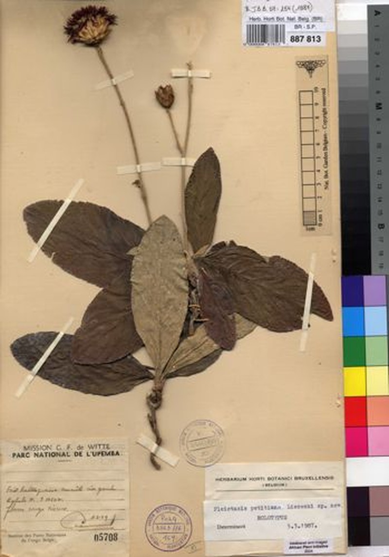 Pleiotaxis petitiana photo 2