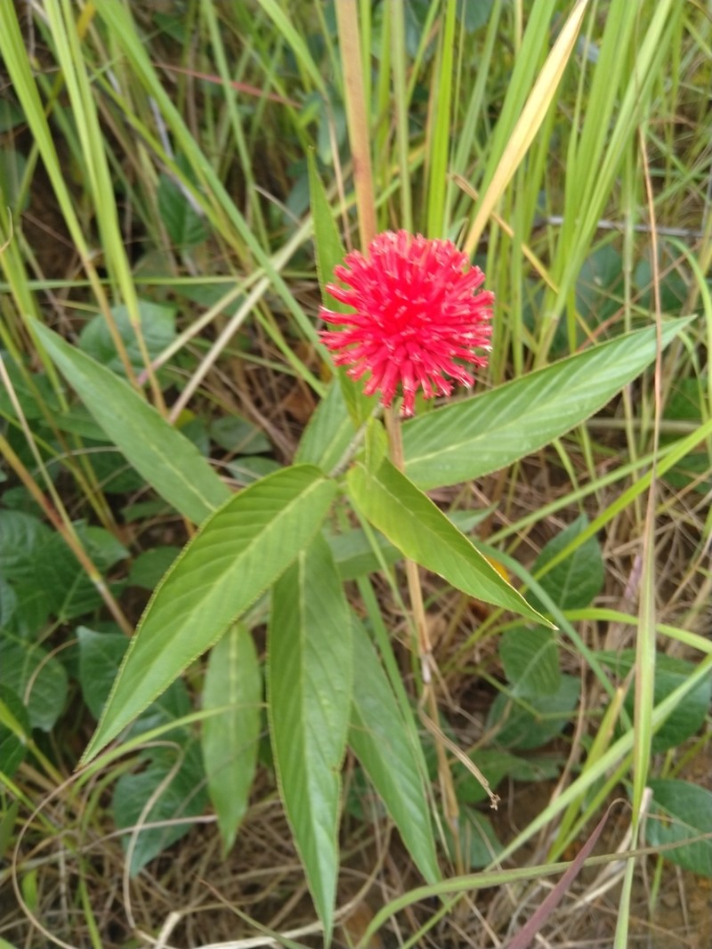 Pleiotaxis pulcherrima