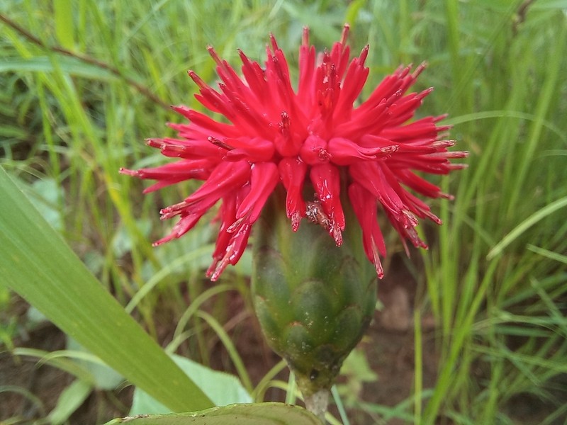 Pleiotaxis pulcherrima photo 3