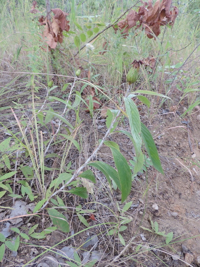 Pleiotaxis pulcherrima photo 6