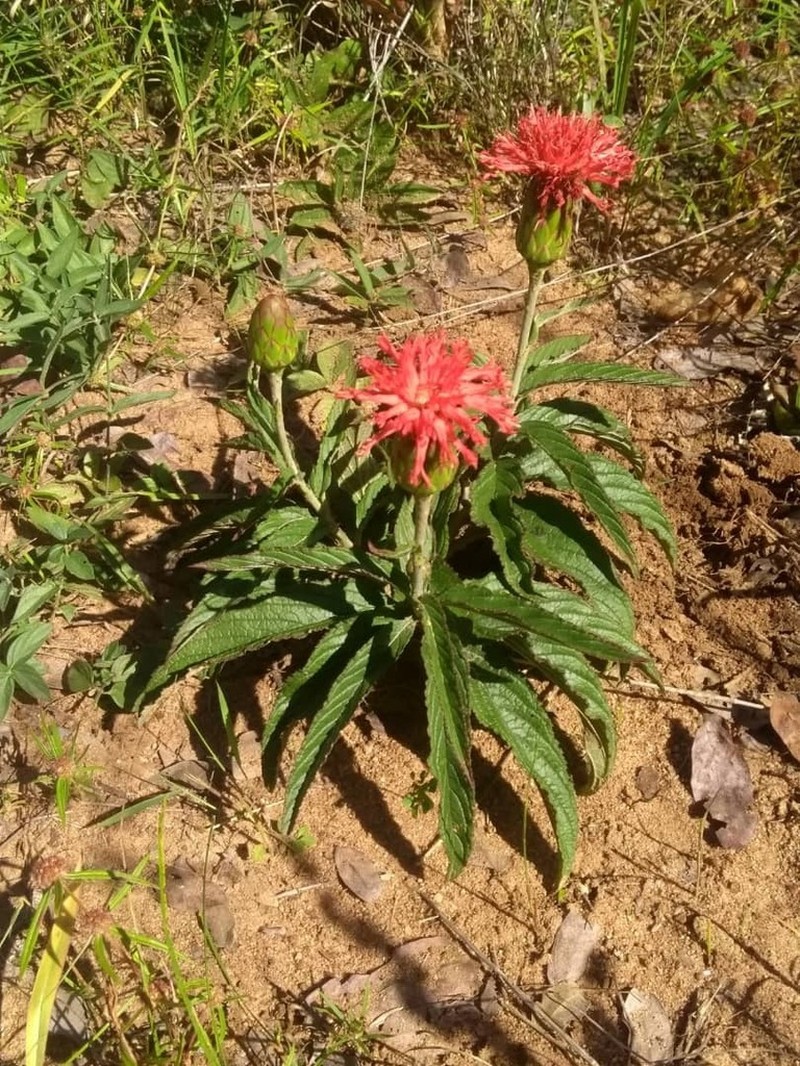 Pleiotaxis pulcherrima photo 8