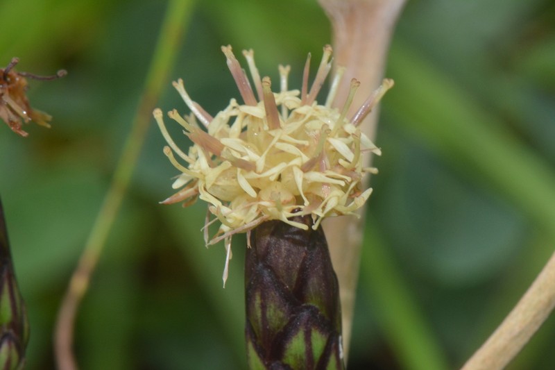 Pleiotaxis racemosa