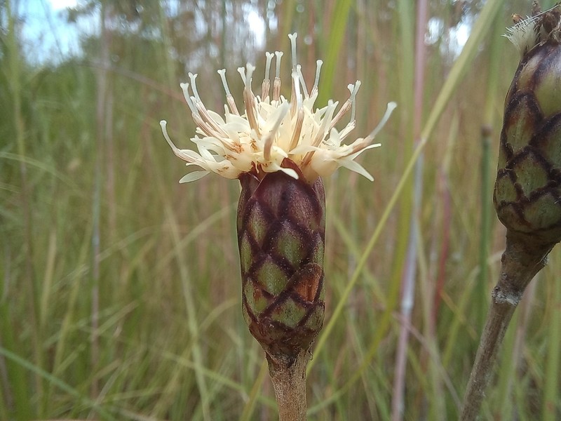 Pleiotaxis racemosa photo 2