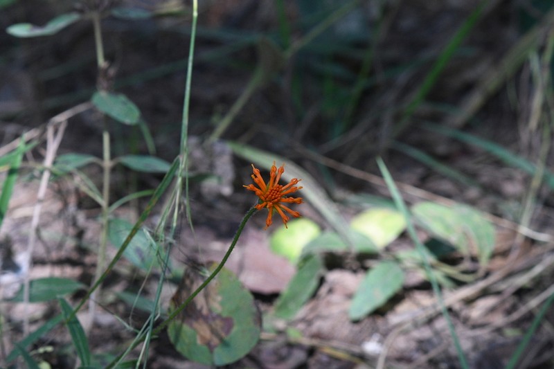 Pleiotaxis rogersii