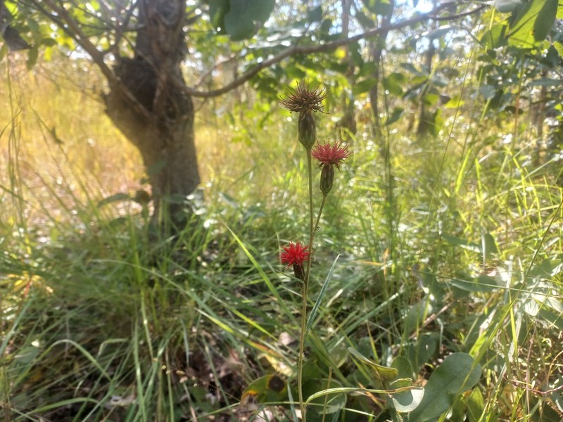 Pleiotaxis rogersii photo 2