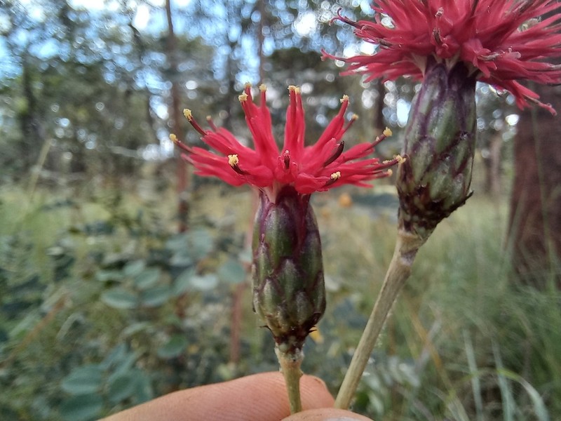 Pleiotaxis rogersii photo 3