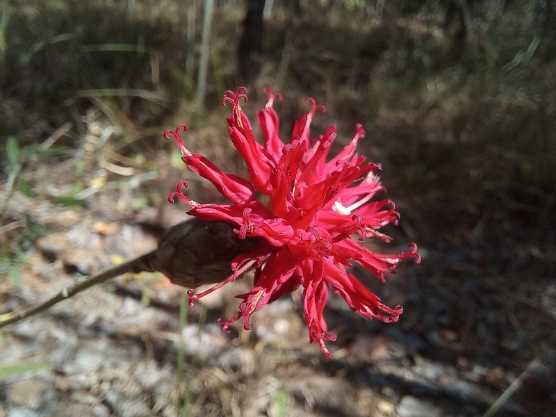 Pleiotaxis rogersii photo 4
