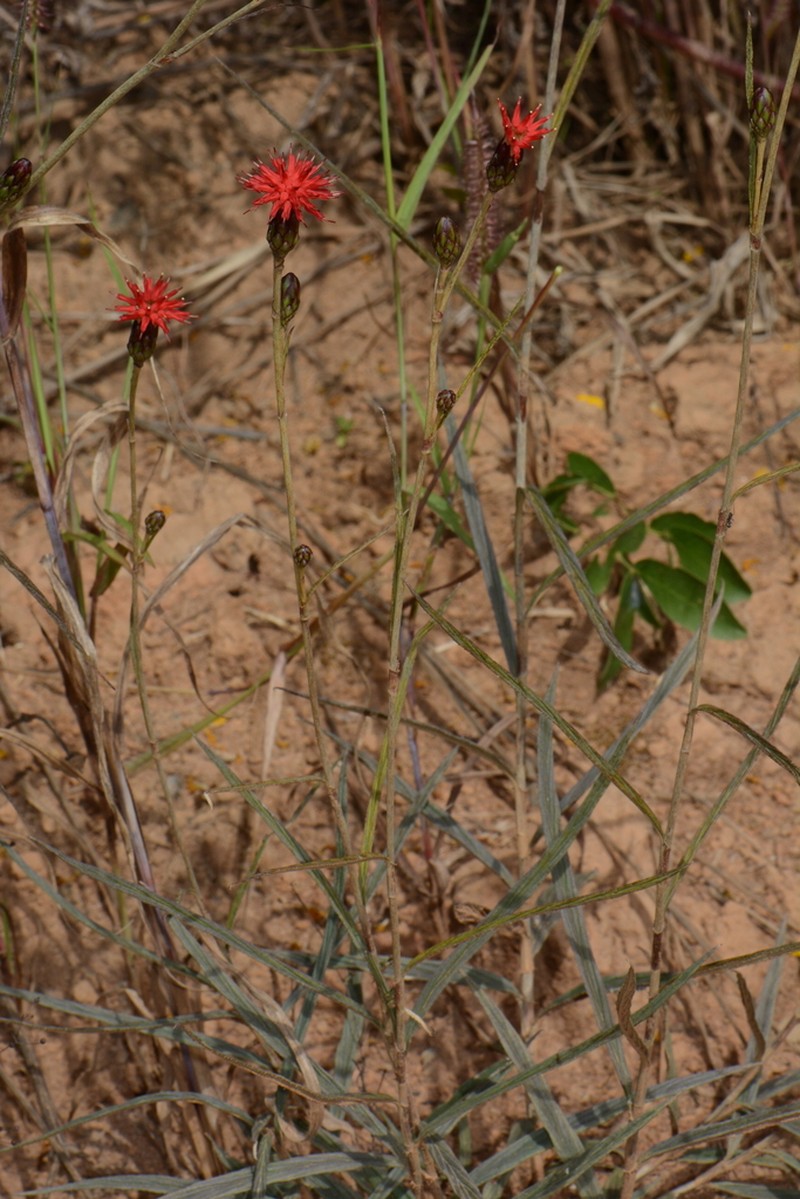 Pleiotaxis rogersii photo 5