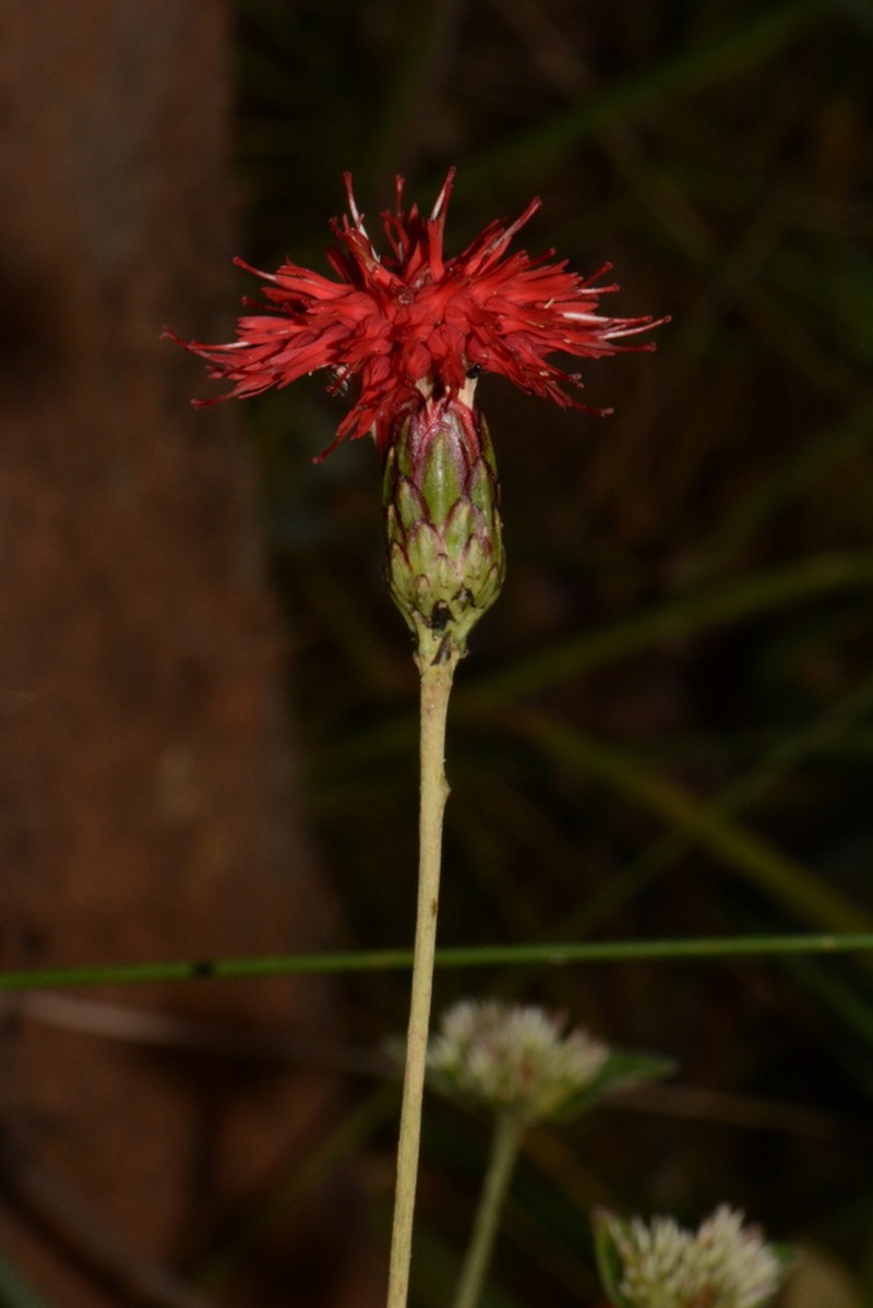 Pleiotaxis rogersii photo 8