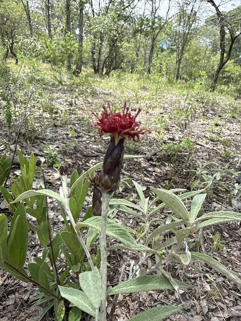 Pleiotaxis rugosa