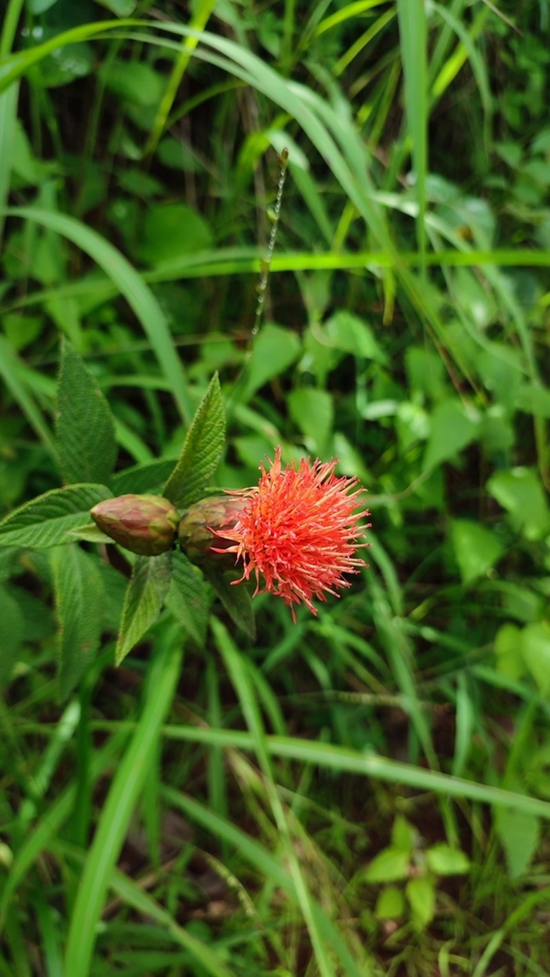 Pleiotaxis rugosa photo 2