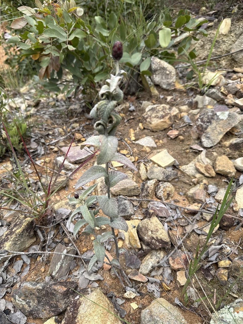 Pleiotaxis rugosa photo 3