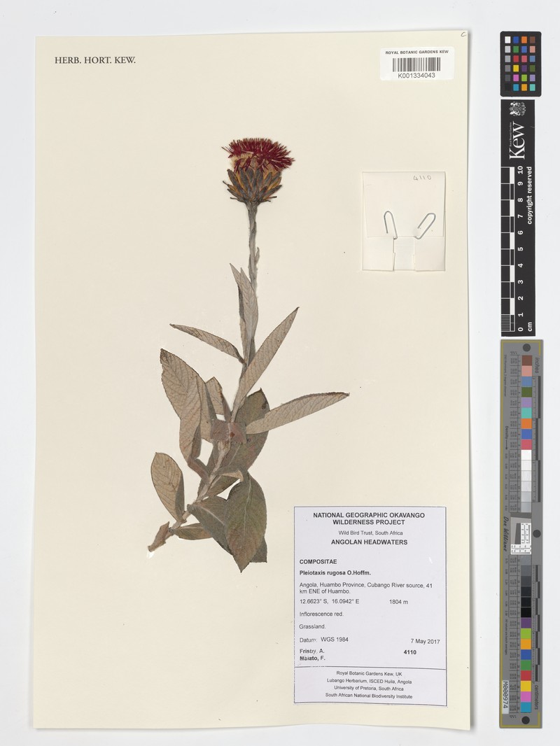 Pleiotaxis rugosa photo 4