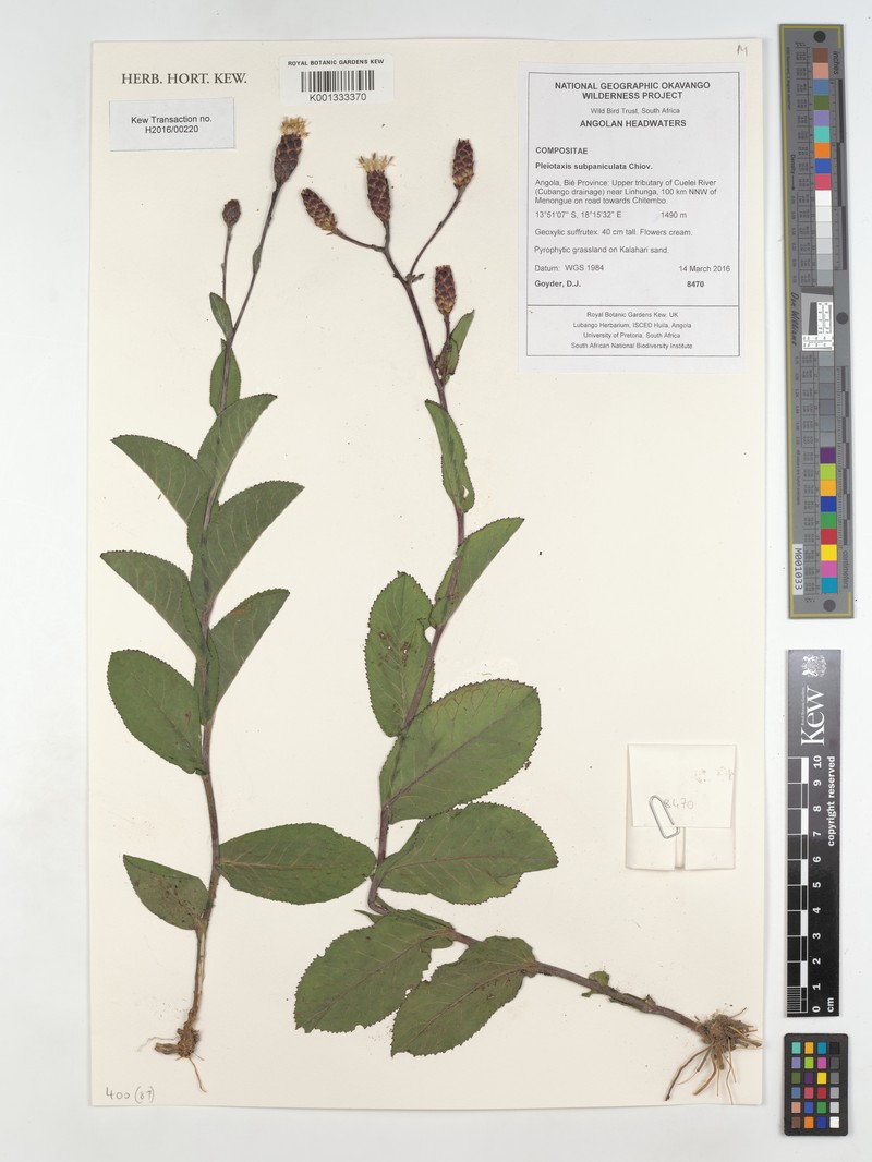 Pleiotaxis subpaniculata photo 2