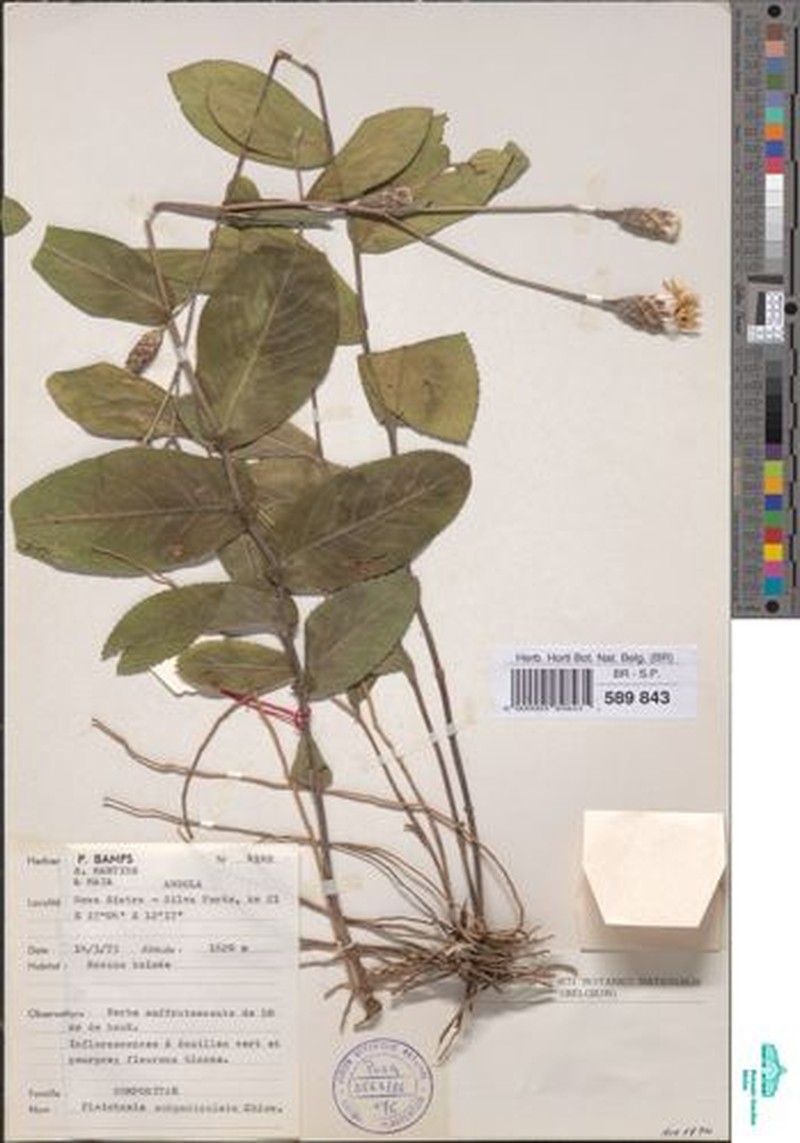 Pleiotaxis subpaniculata photo 3
