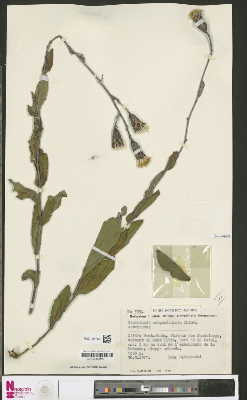 Pleiotaxis subpaniculata photo 4