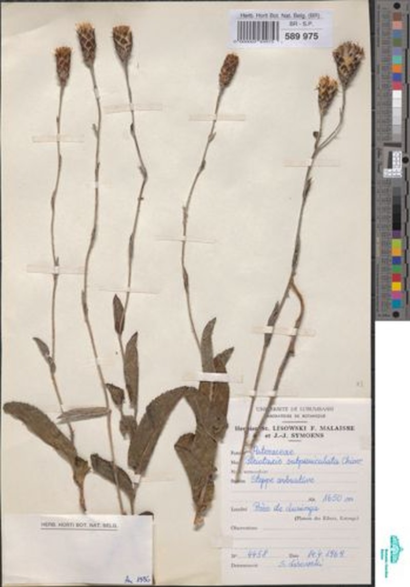 Pleiotaxis subpaniculata photo 5