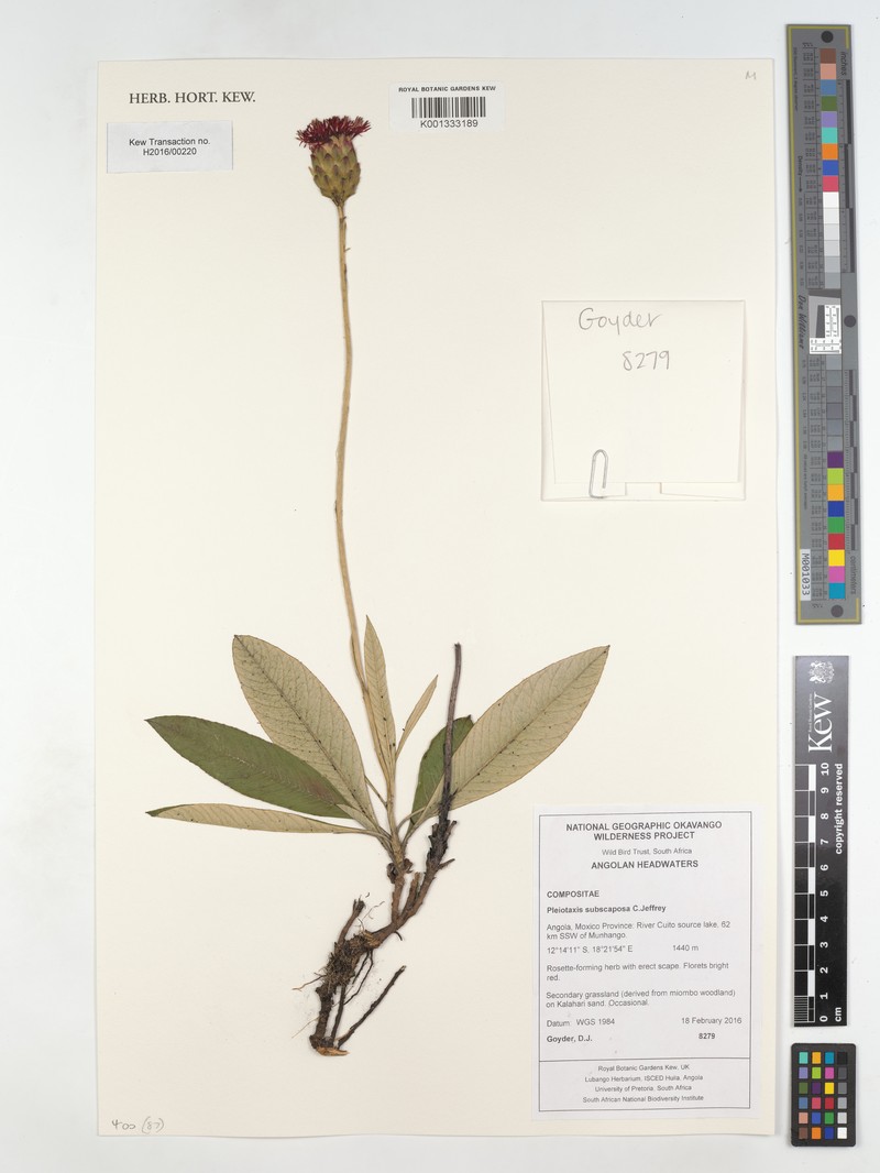 Pleiotaxis subscaposa