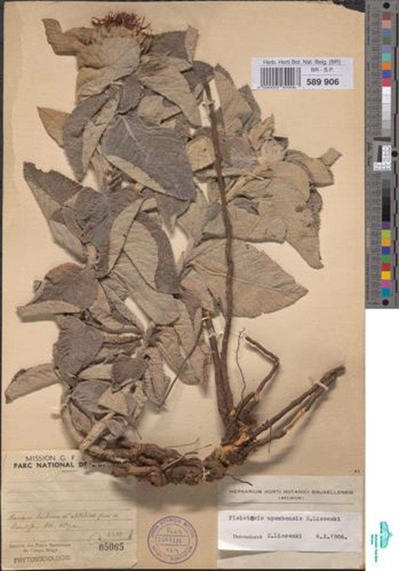 Pleiotaxis upembensis
