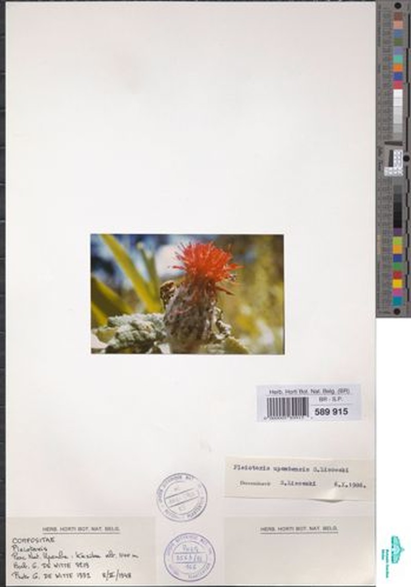 Pleiotaxis upembensis photo 3