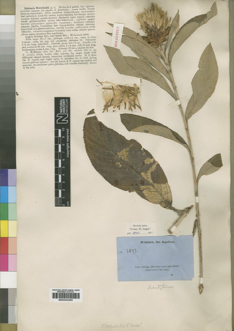 Pleiotaxis welwitschii photo 3