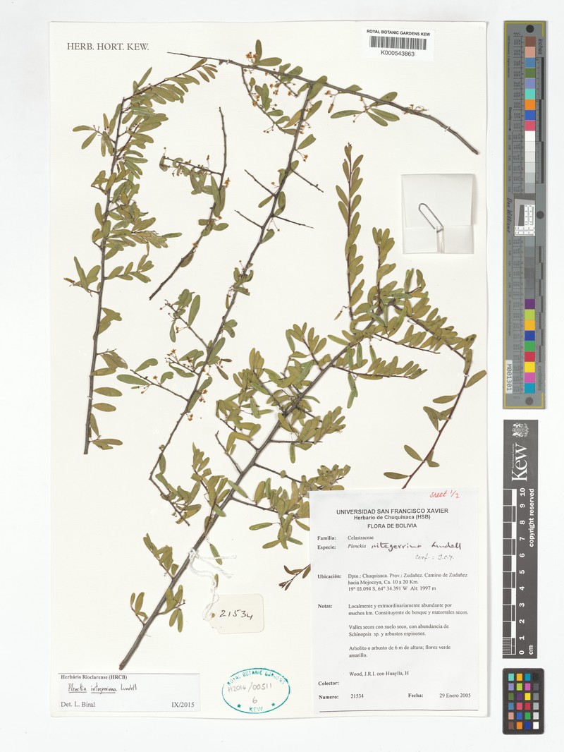 Plenckia integerrima