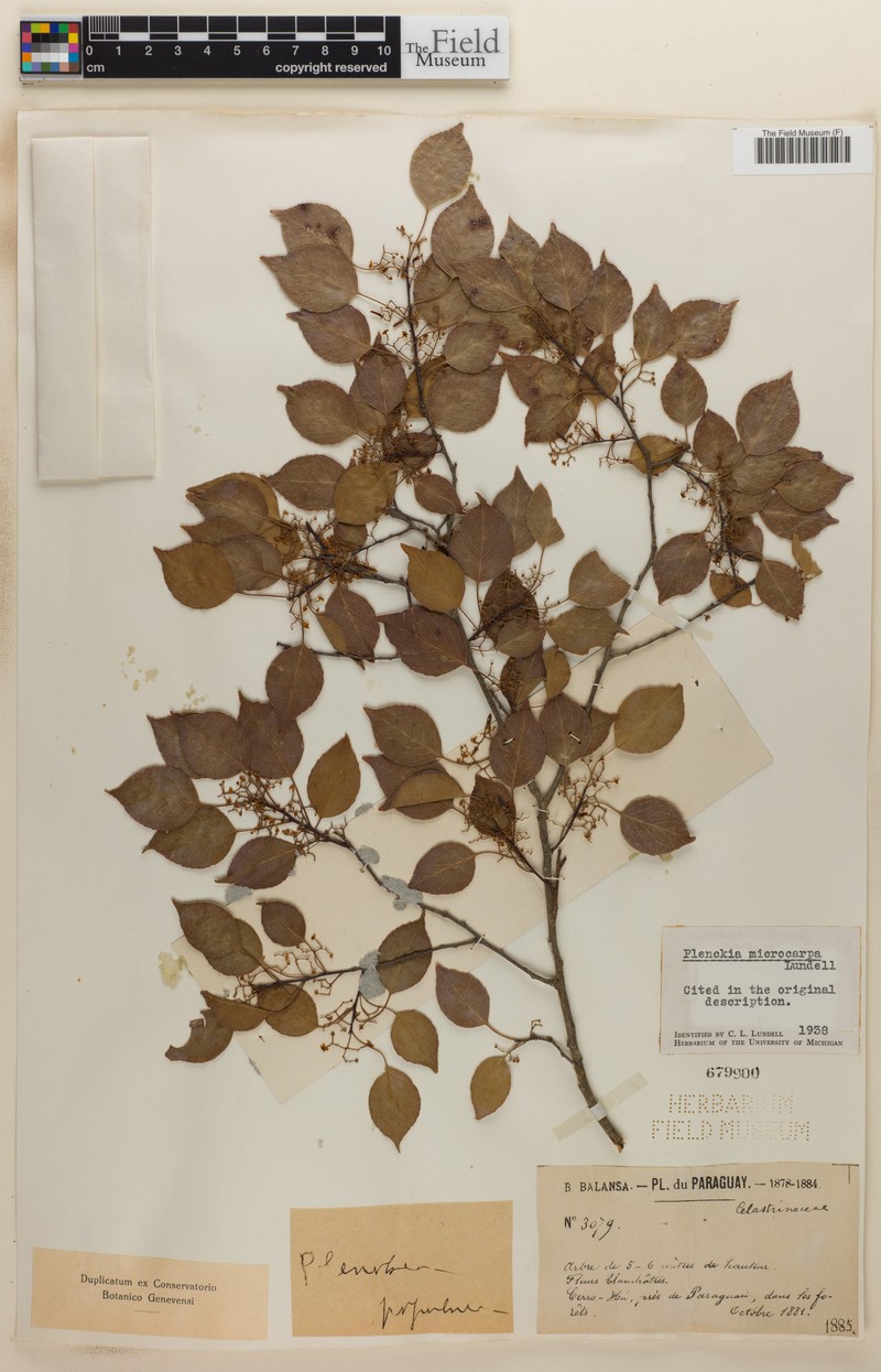Plenckia microcarpa