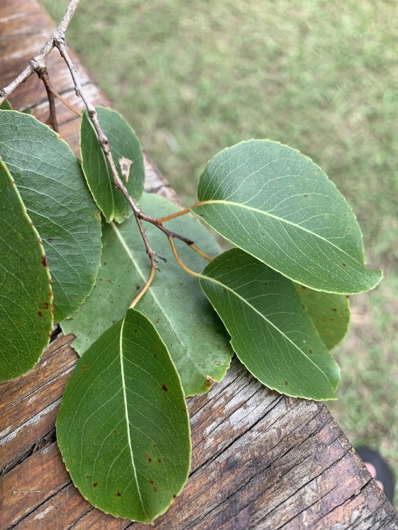 Plenckia populnea