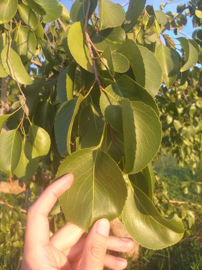 Plenckia populnea photo 2