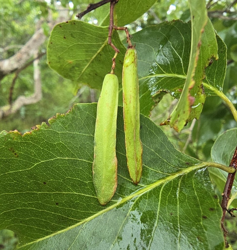 Plenckia populnea photo 4