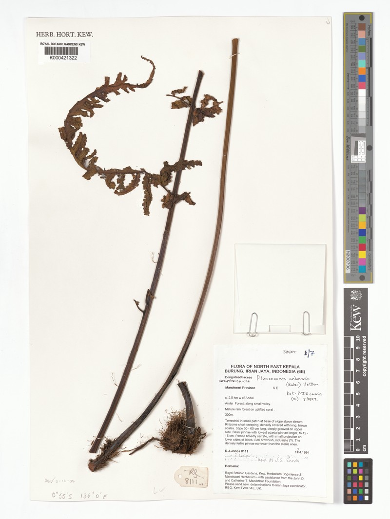 Pleocnemia andaiensis